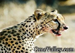 Wild African Cheetah after a hunt